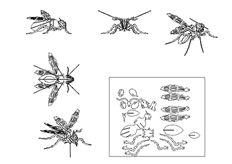 线切3D- 大黄蜂,线切割图纸免费下载